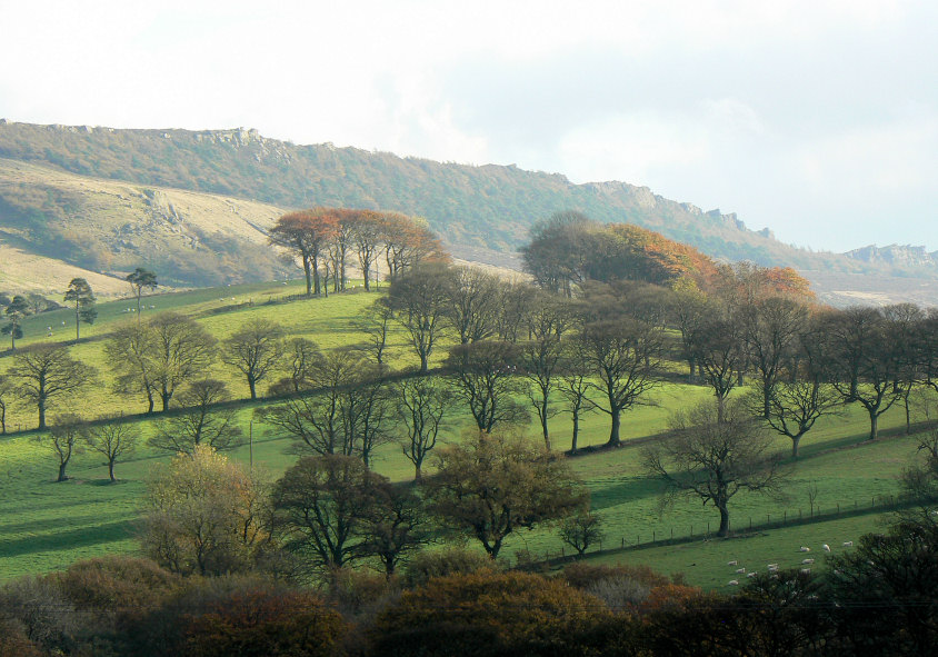 The Roaches The Roaches